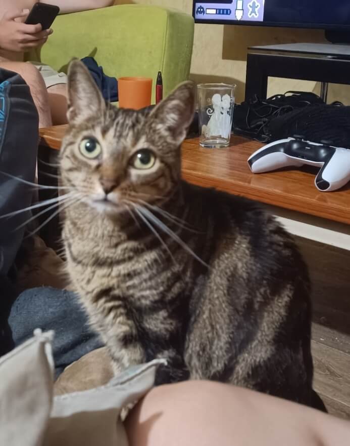 Chat perdu