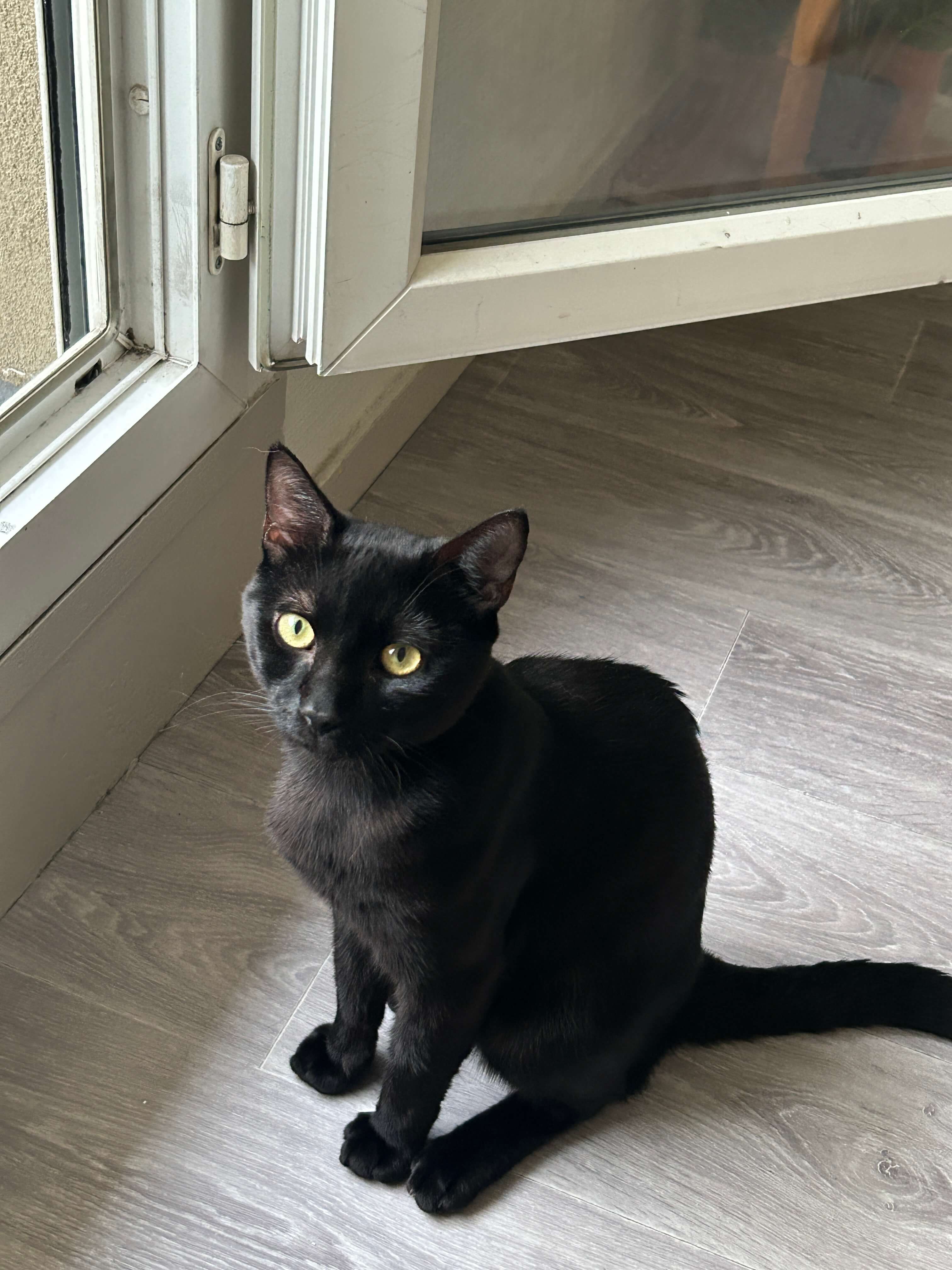 Chat perdu