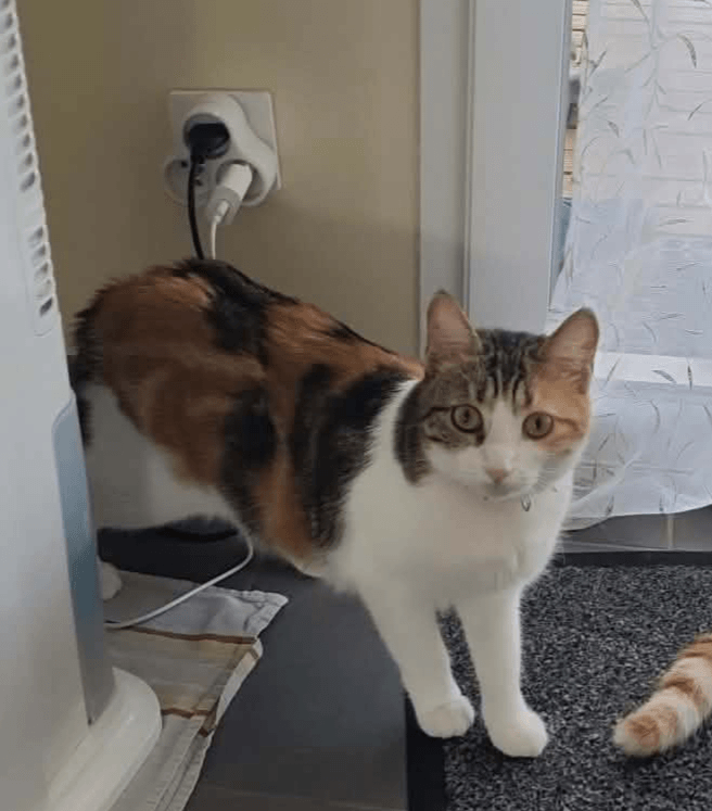 Chat perdu