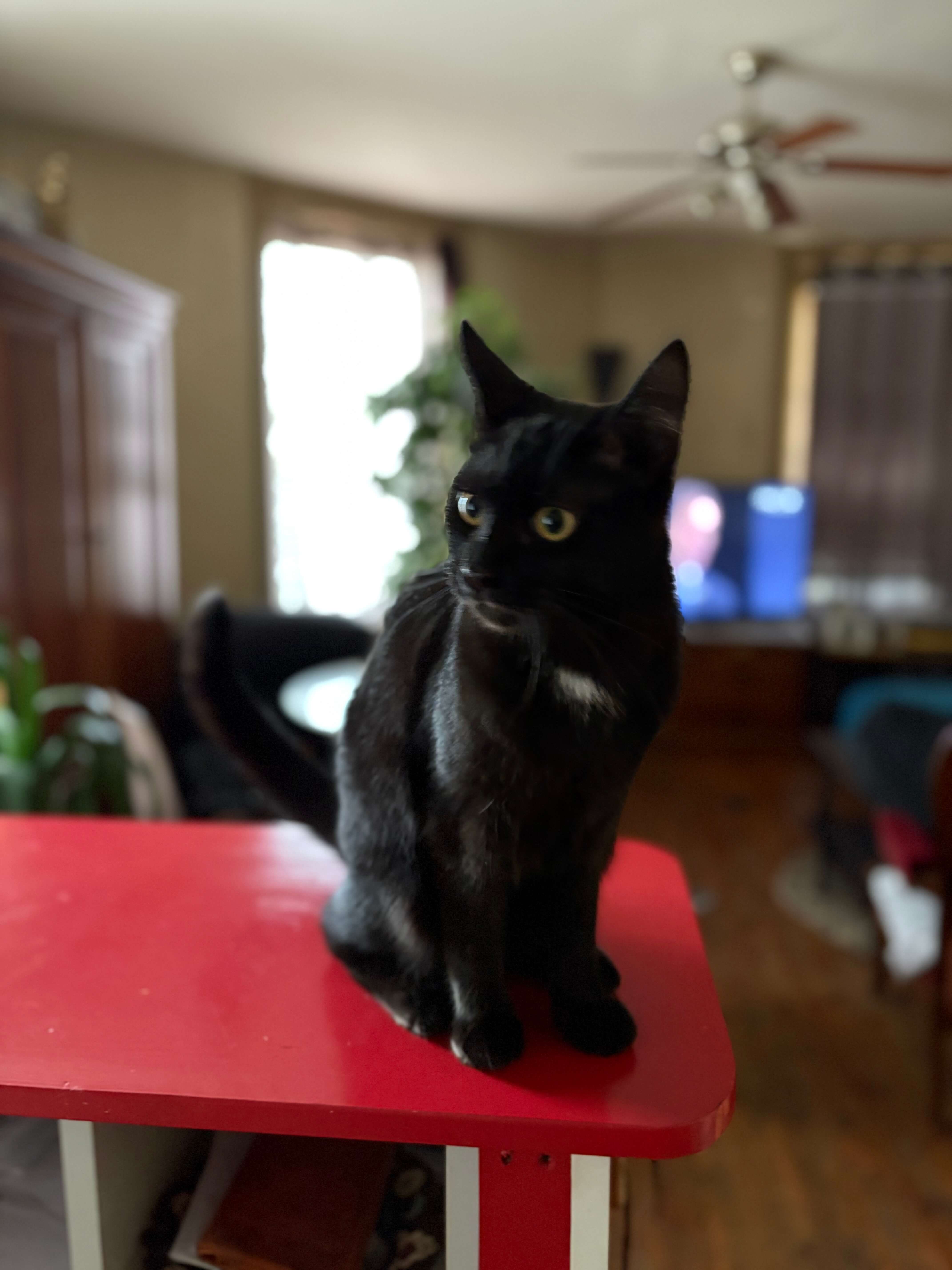 Chat perdu