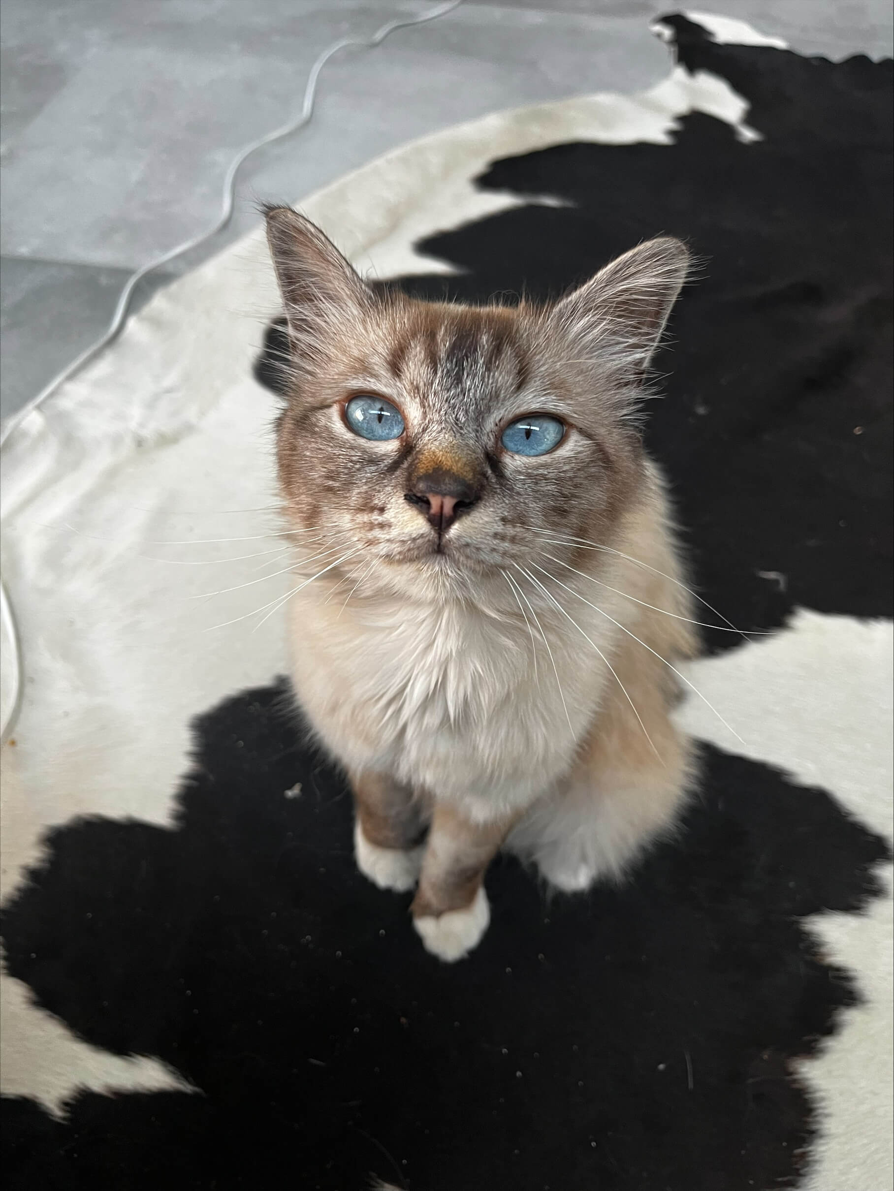 Chat perdu