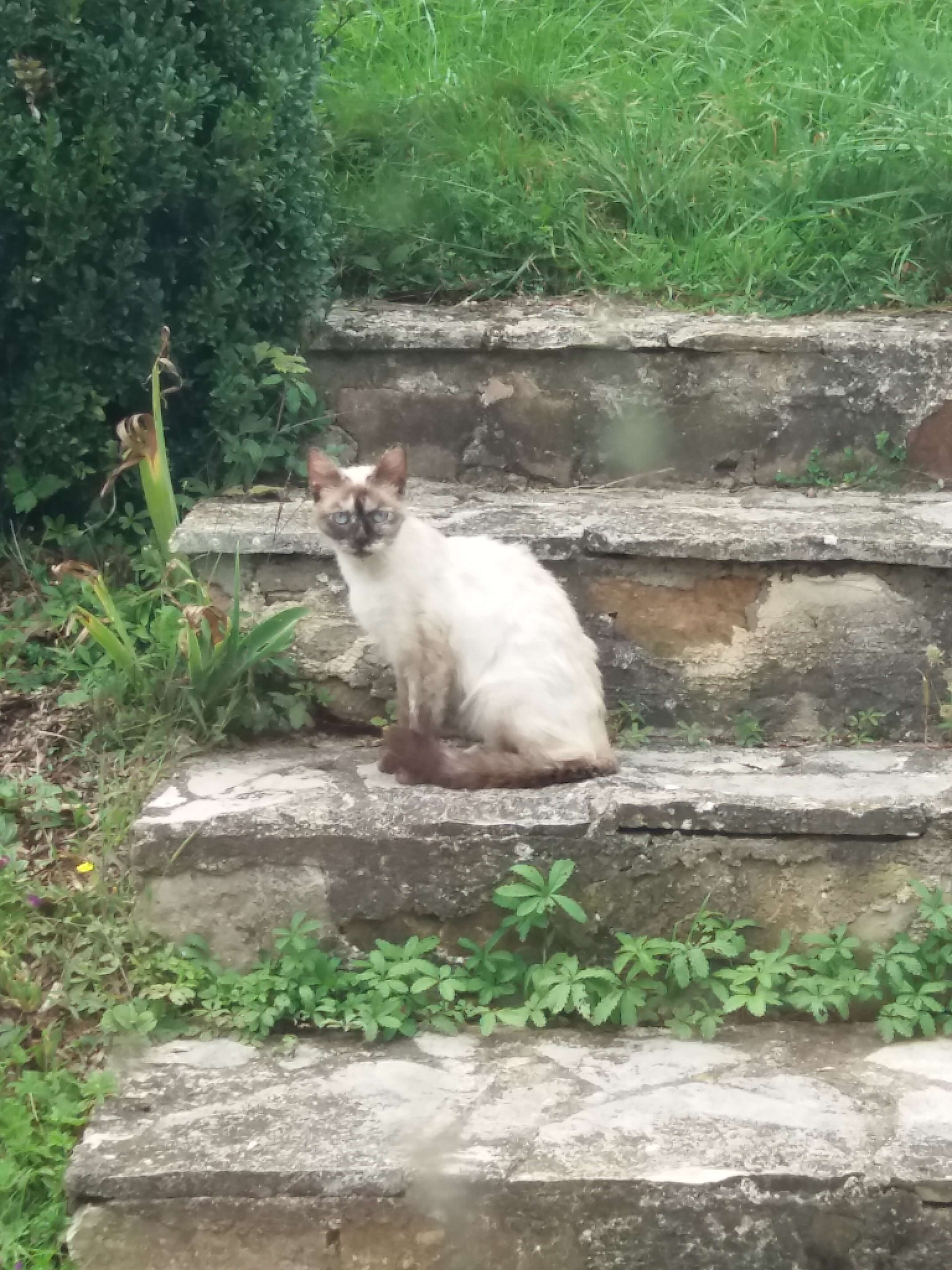 Chat trouvé