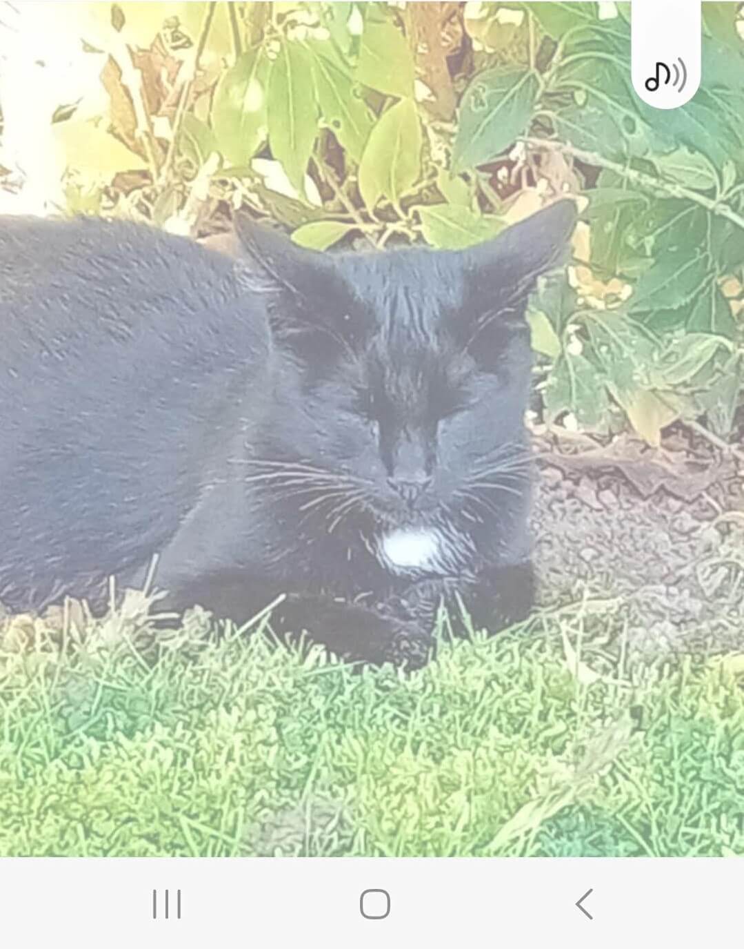 Chat trouvé