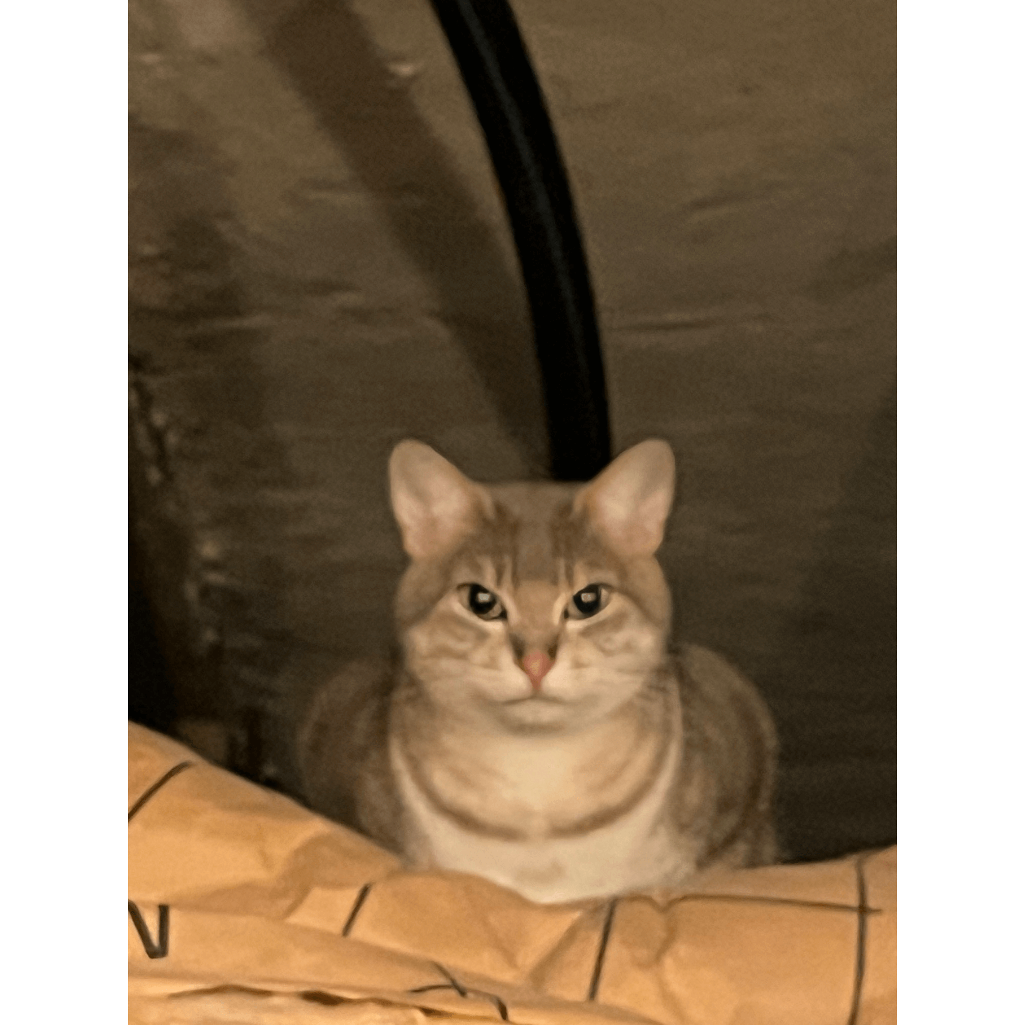 Chat trouvé
