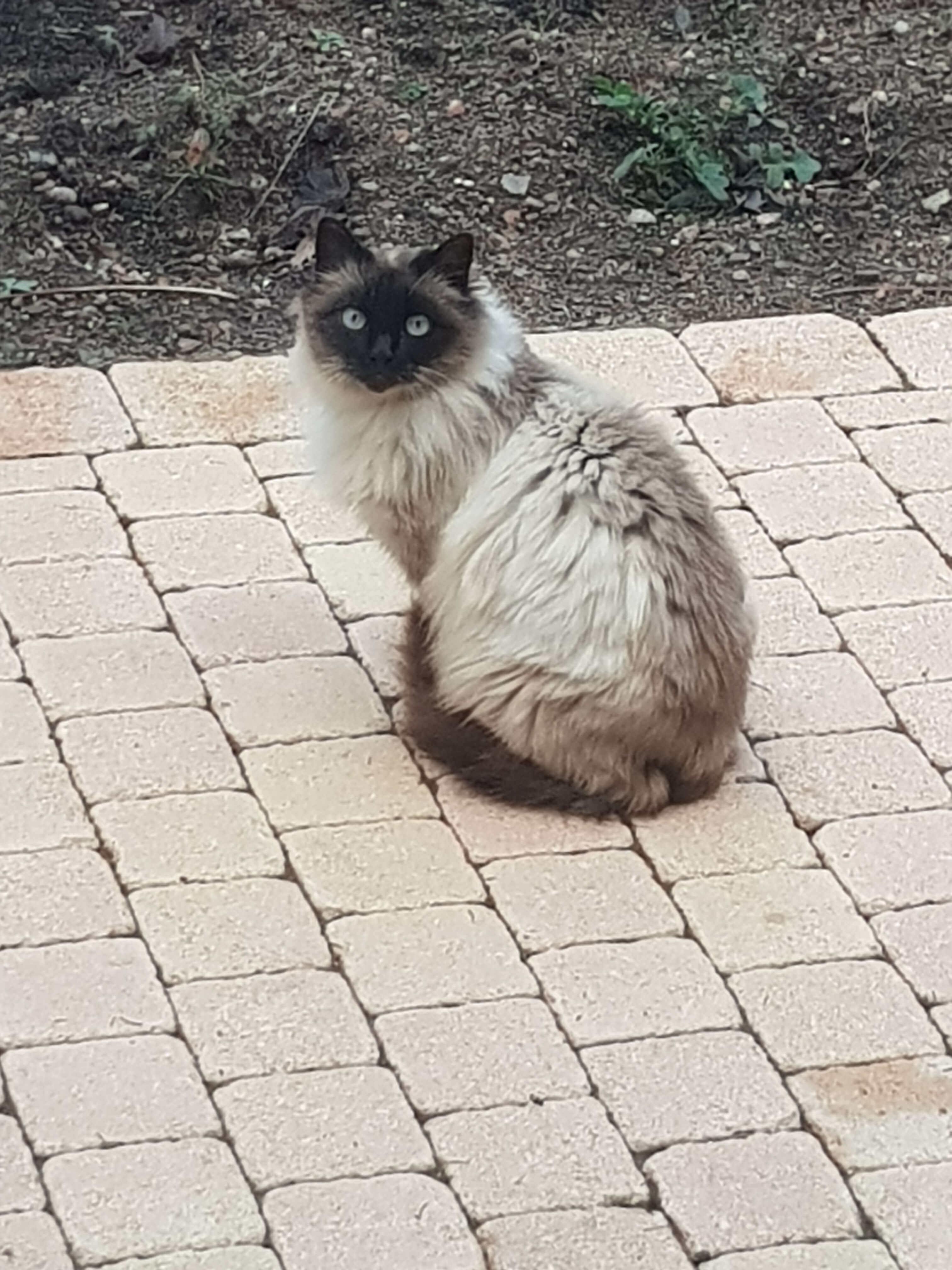 Chat trouvé