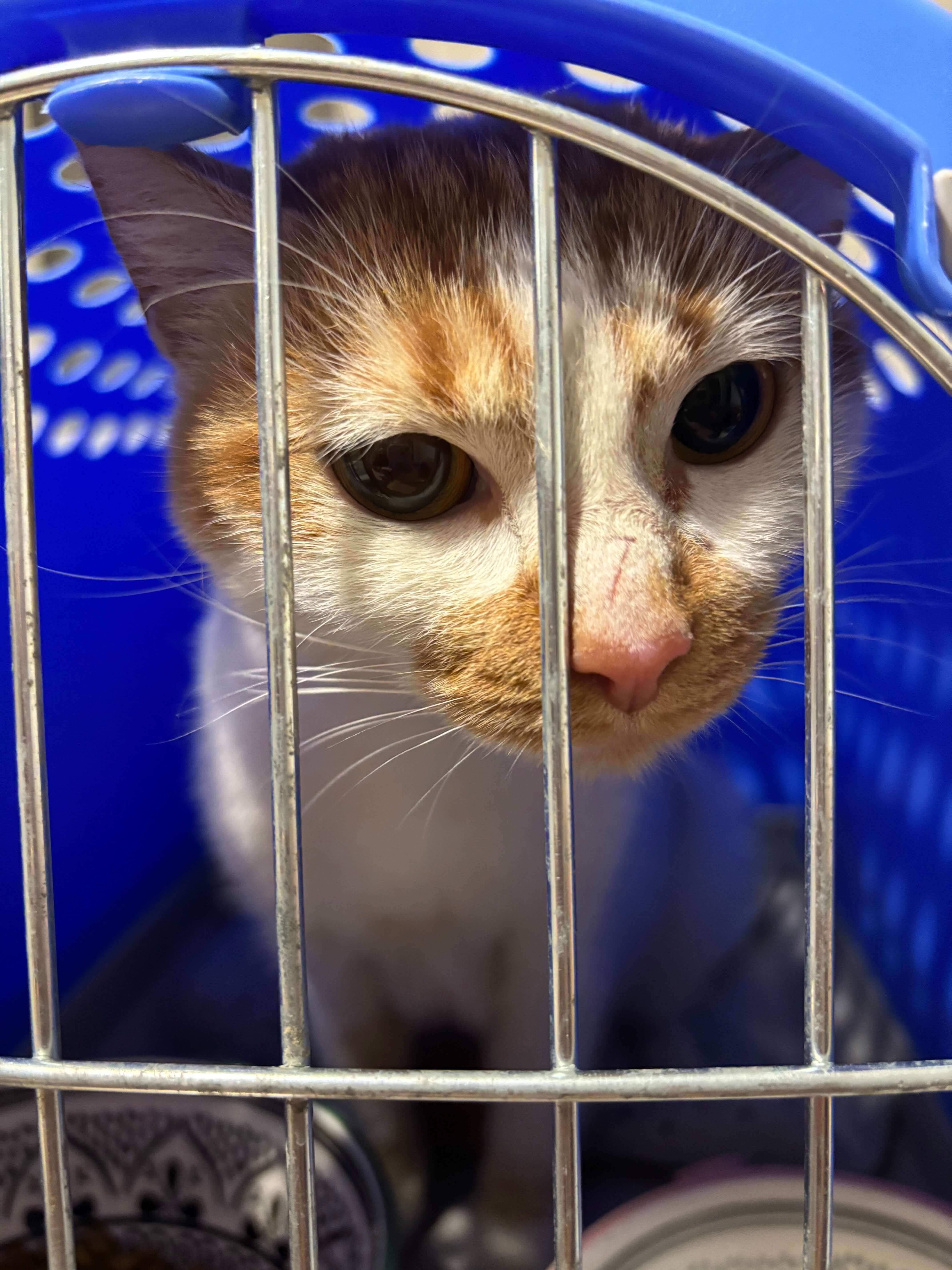 Chat trouvé