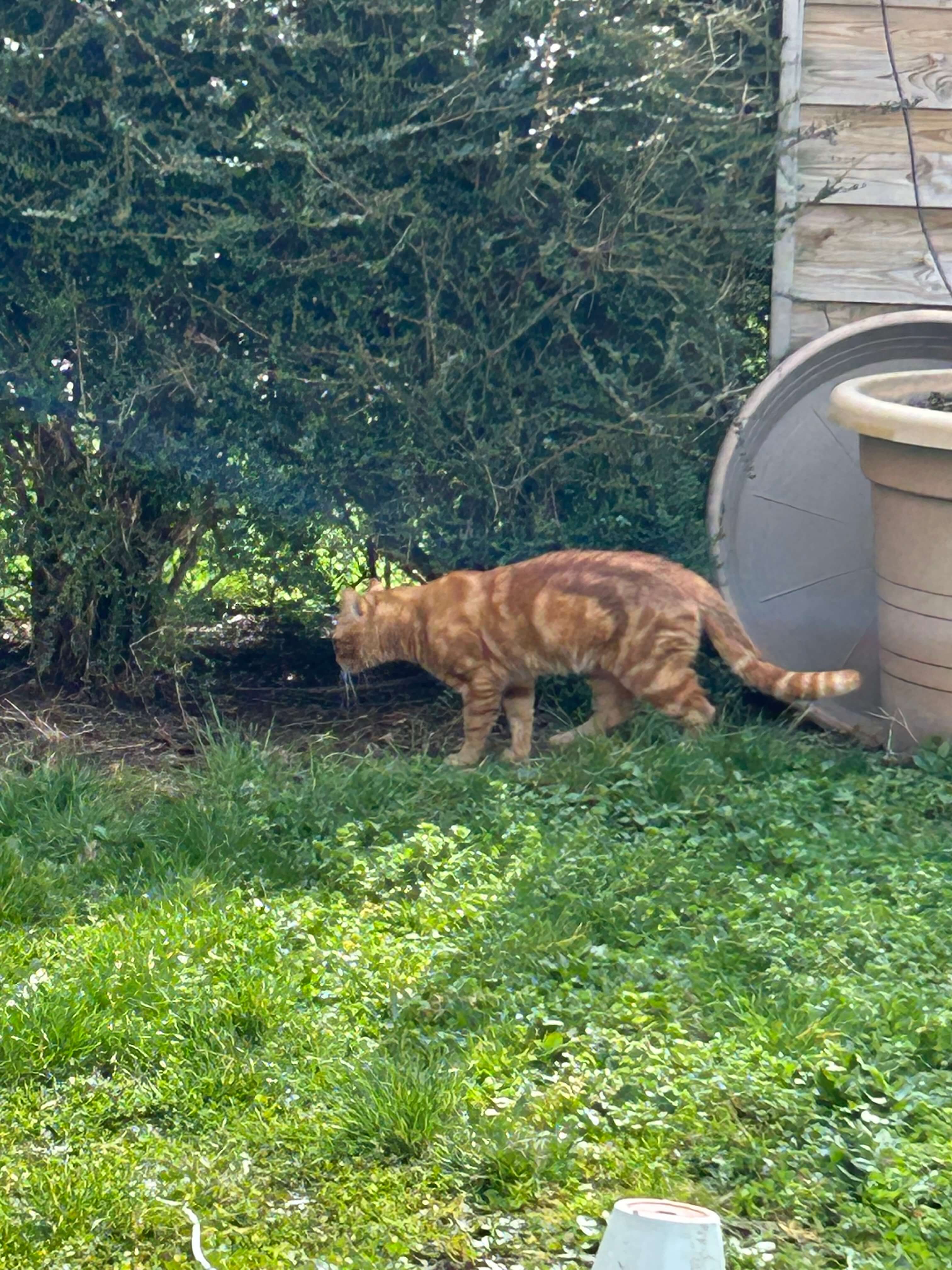Chat trouvé