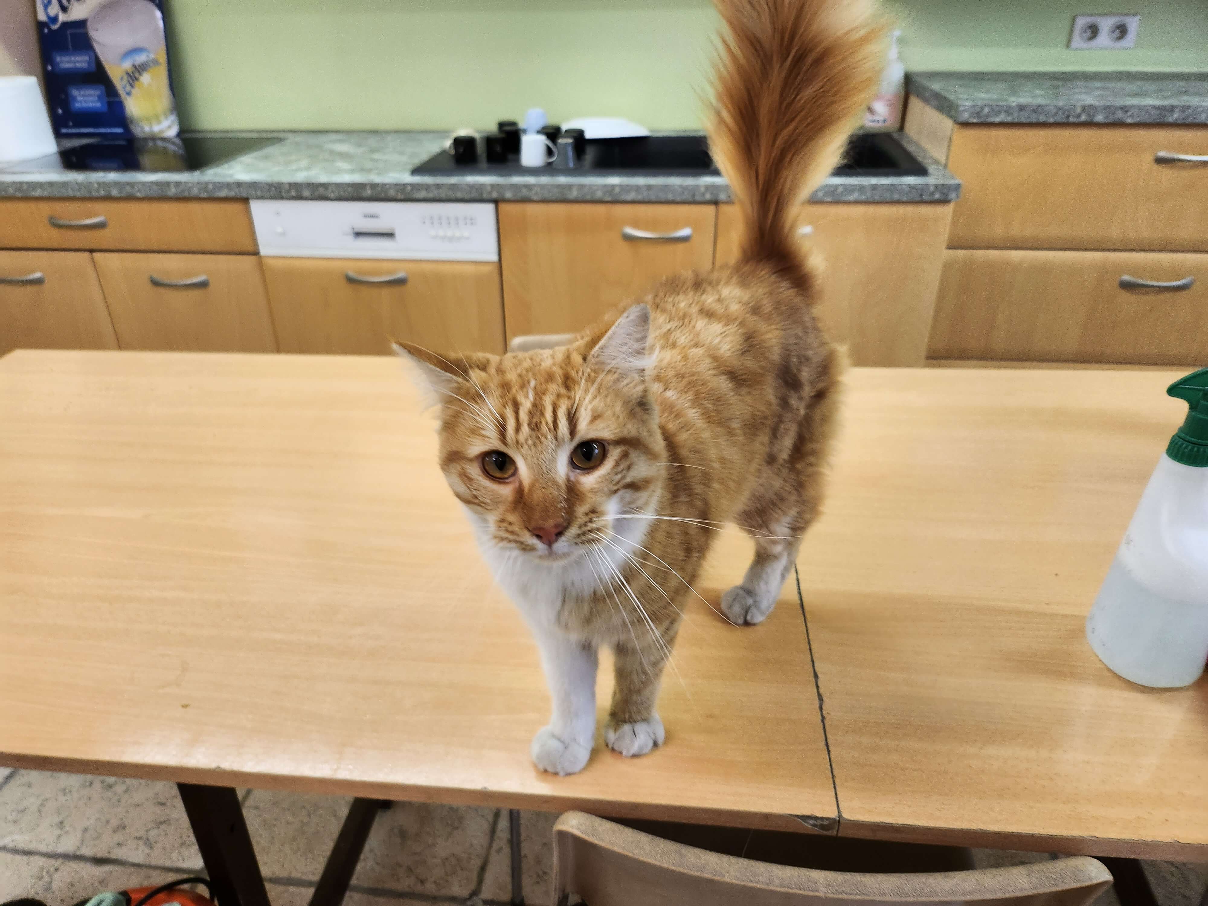 Chat trouvé