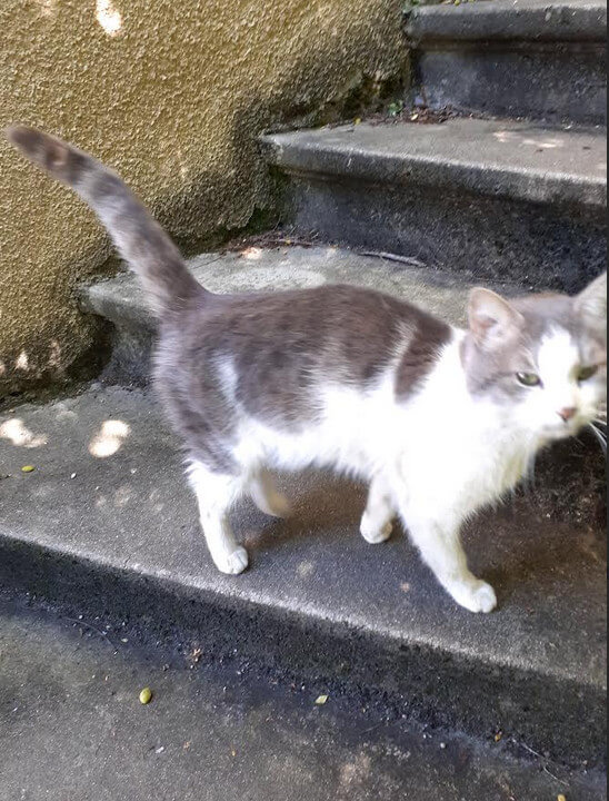 Chat trouvé