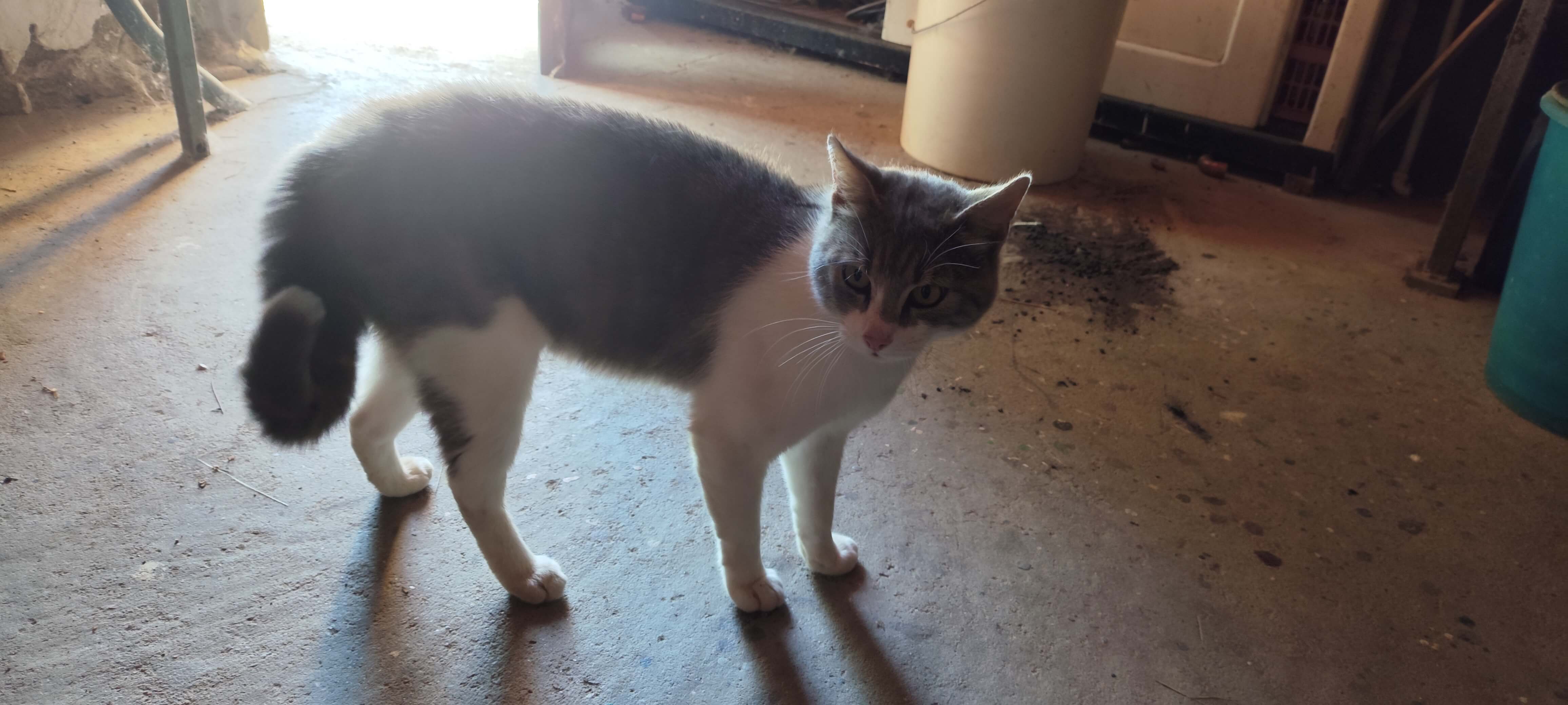 Chat trouvé