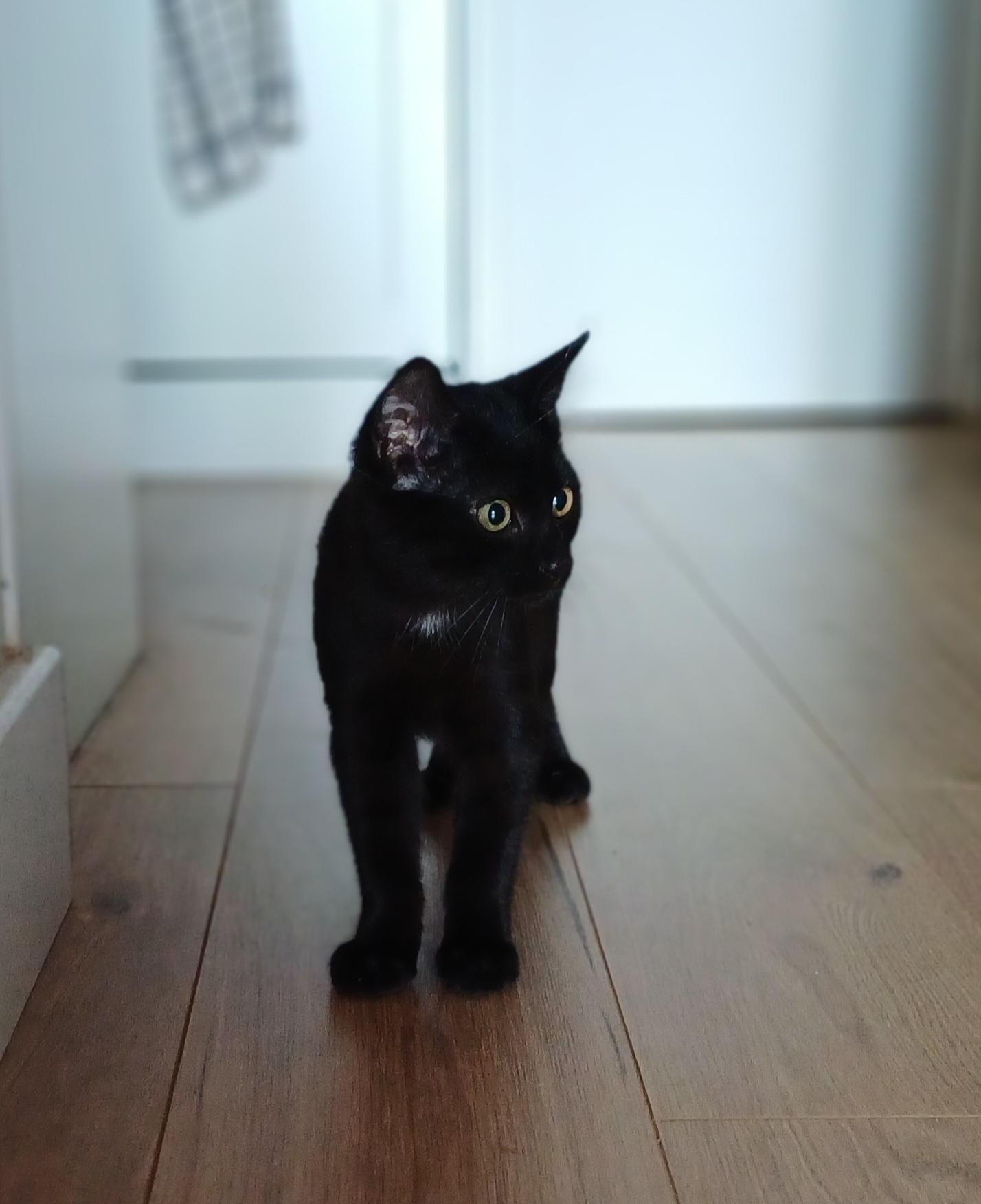 Chat trouvé