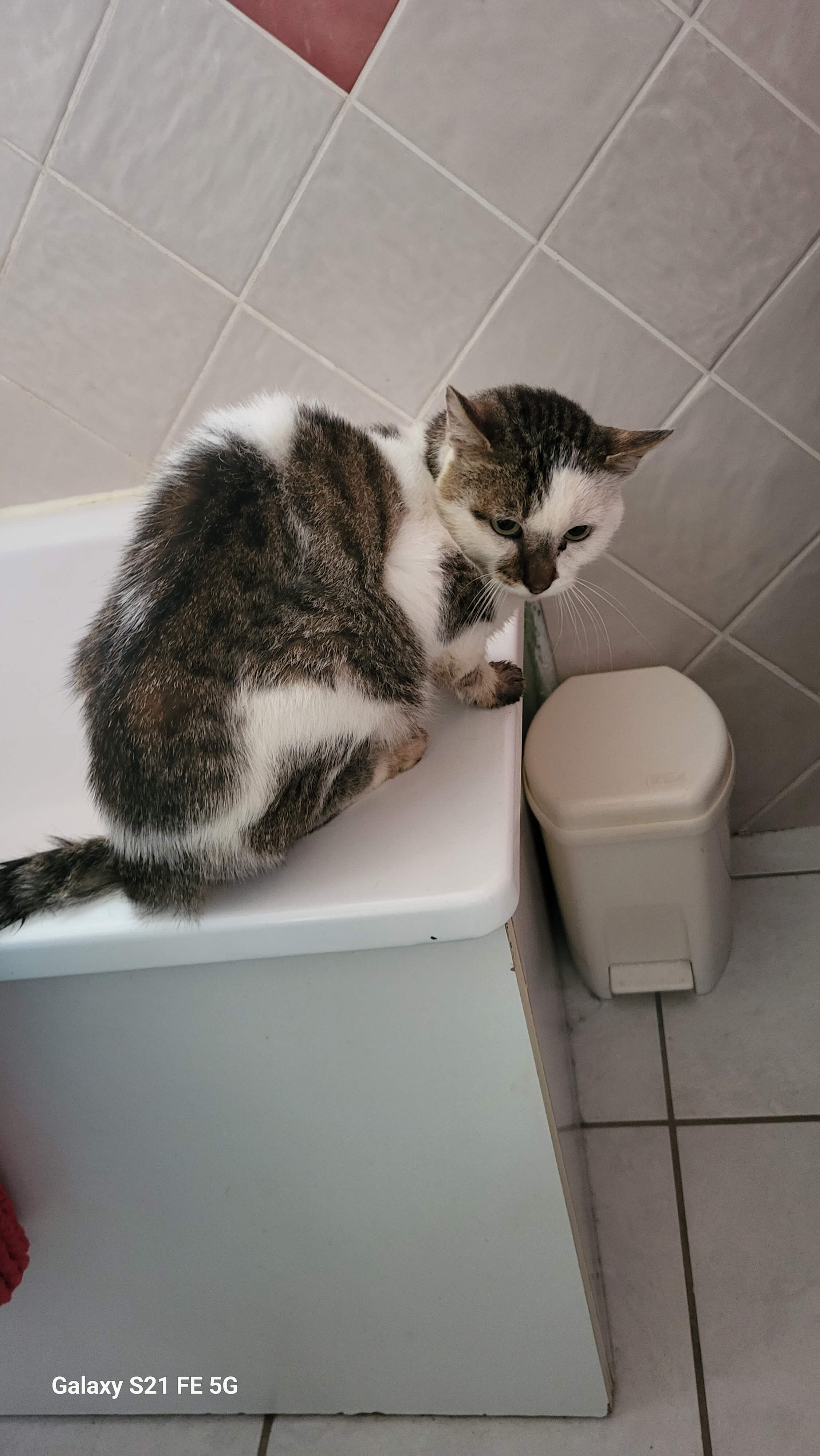 Chat trouvé