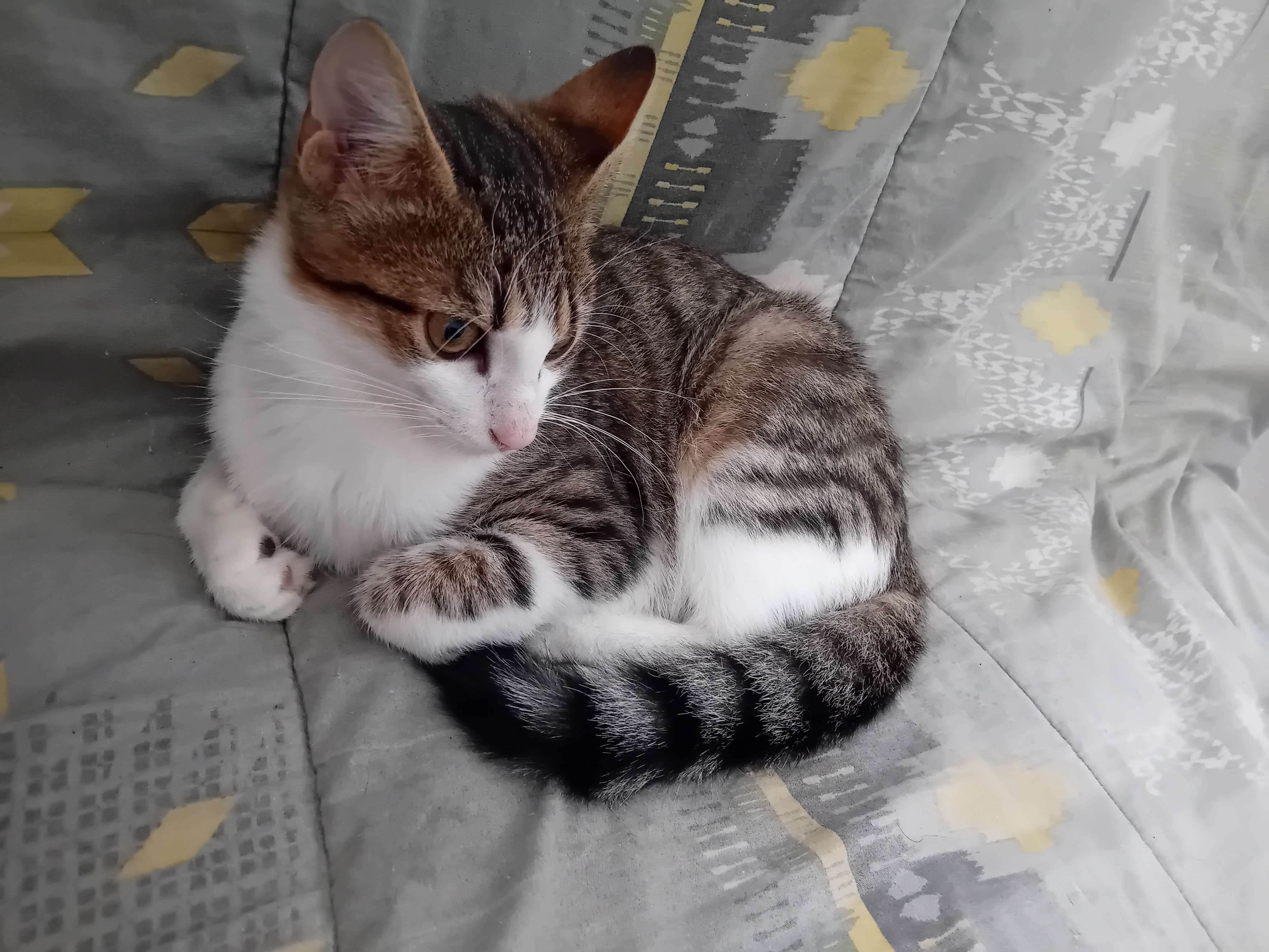 Chat trouvé
