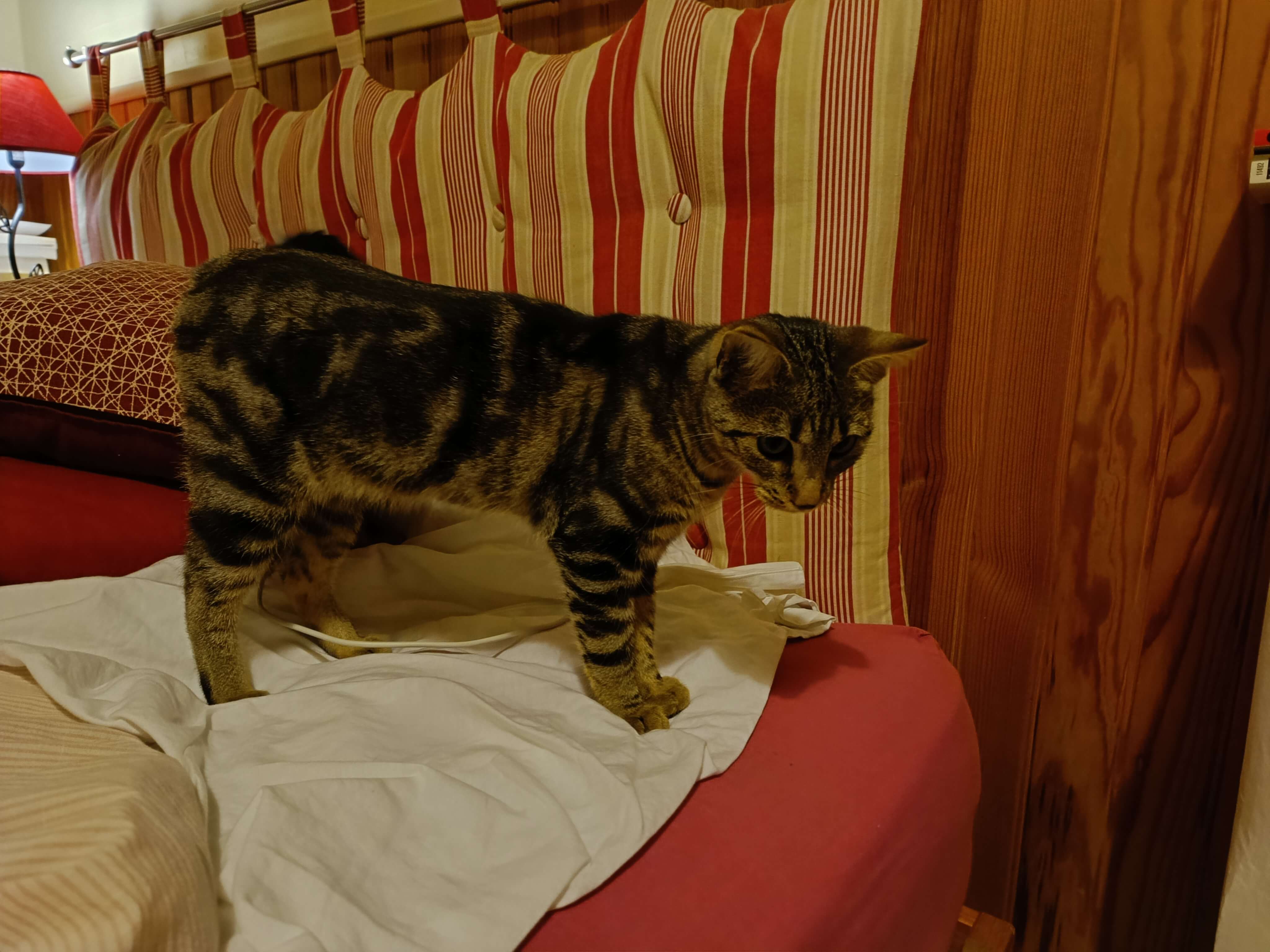 Chat trouvé