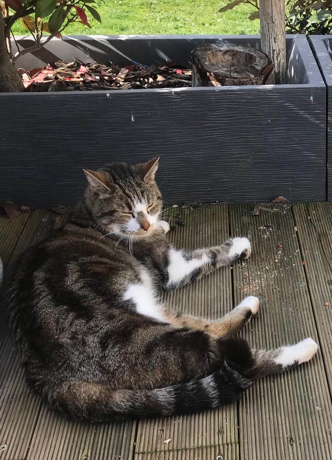 Chat trouvé