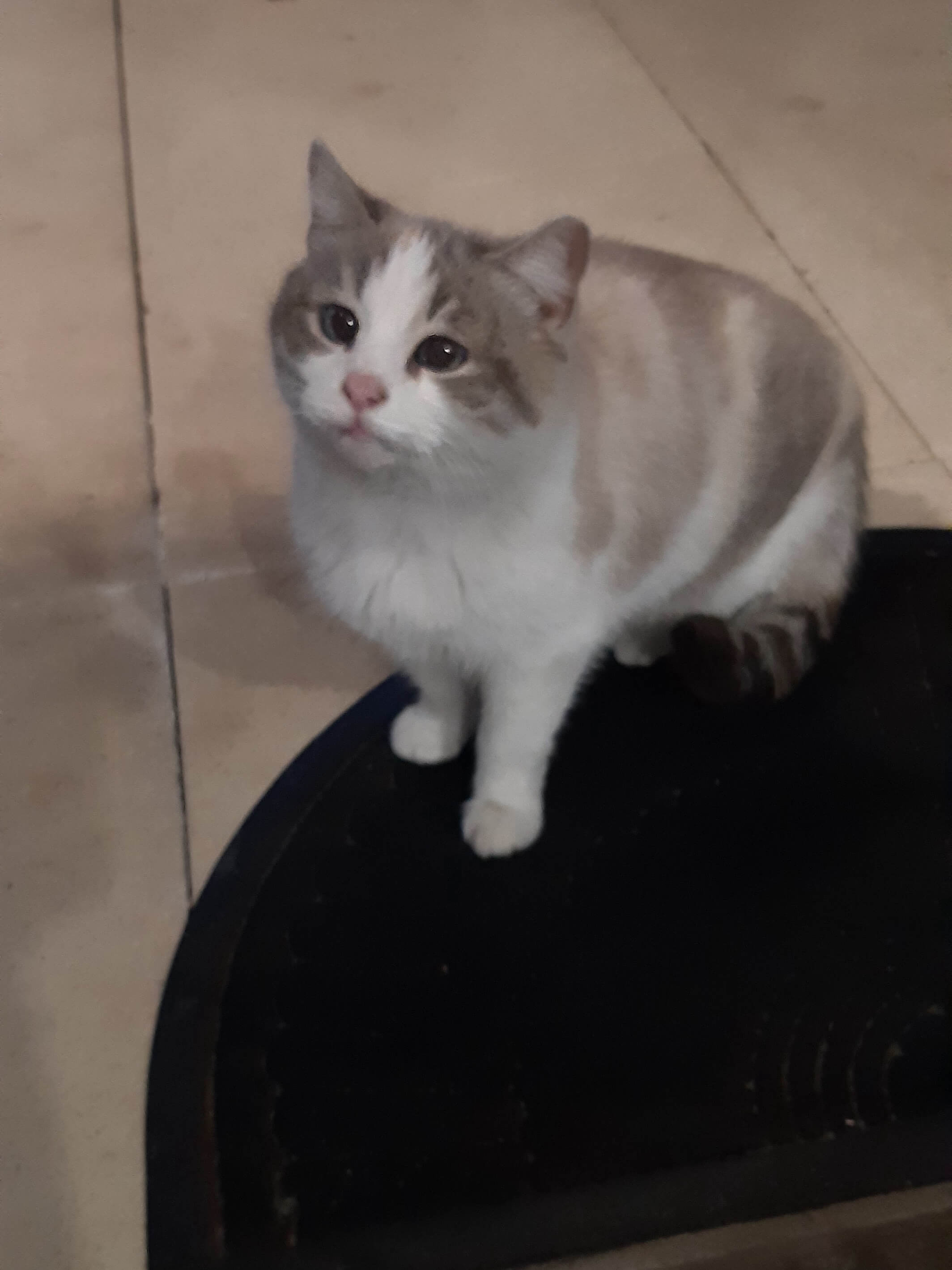 Chat trouvé