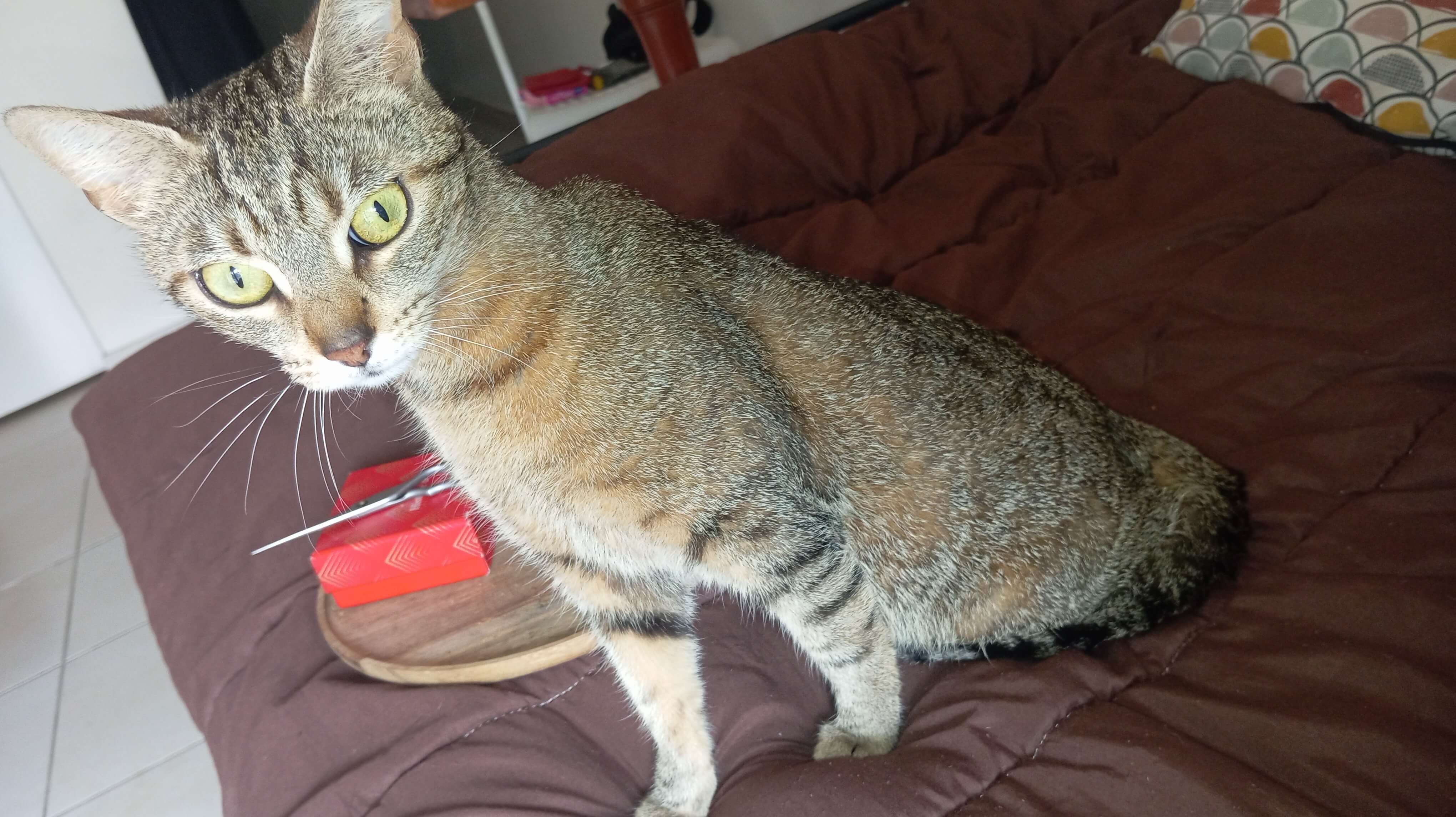 Chat trouvé