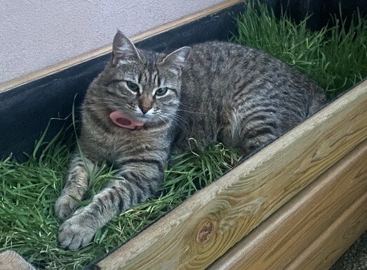 Chat trouvé